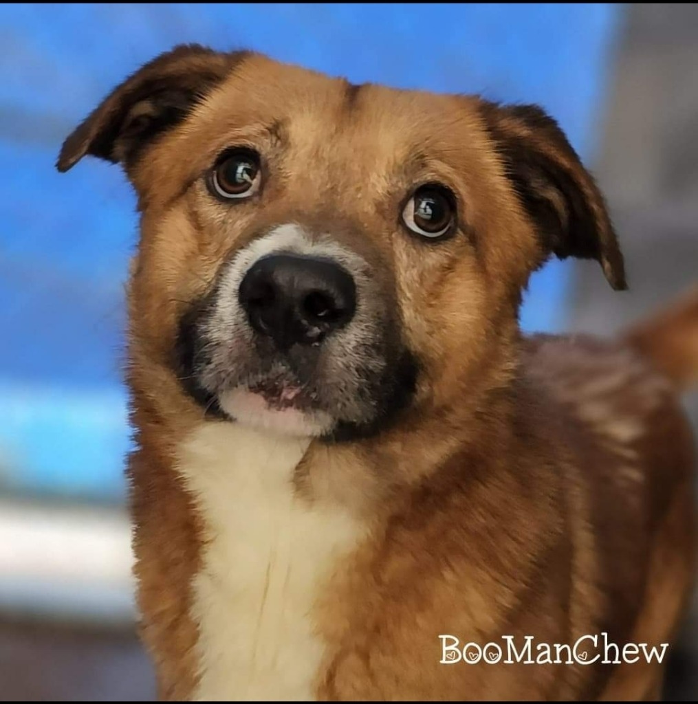 BooManChew, an adoptable Shar-Pei in El Dorado, AR, 71730 | Photo Image 1