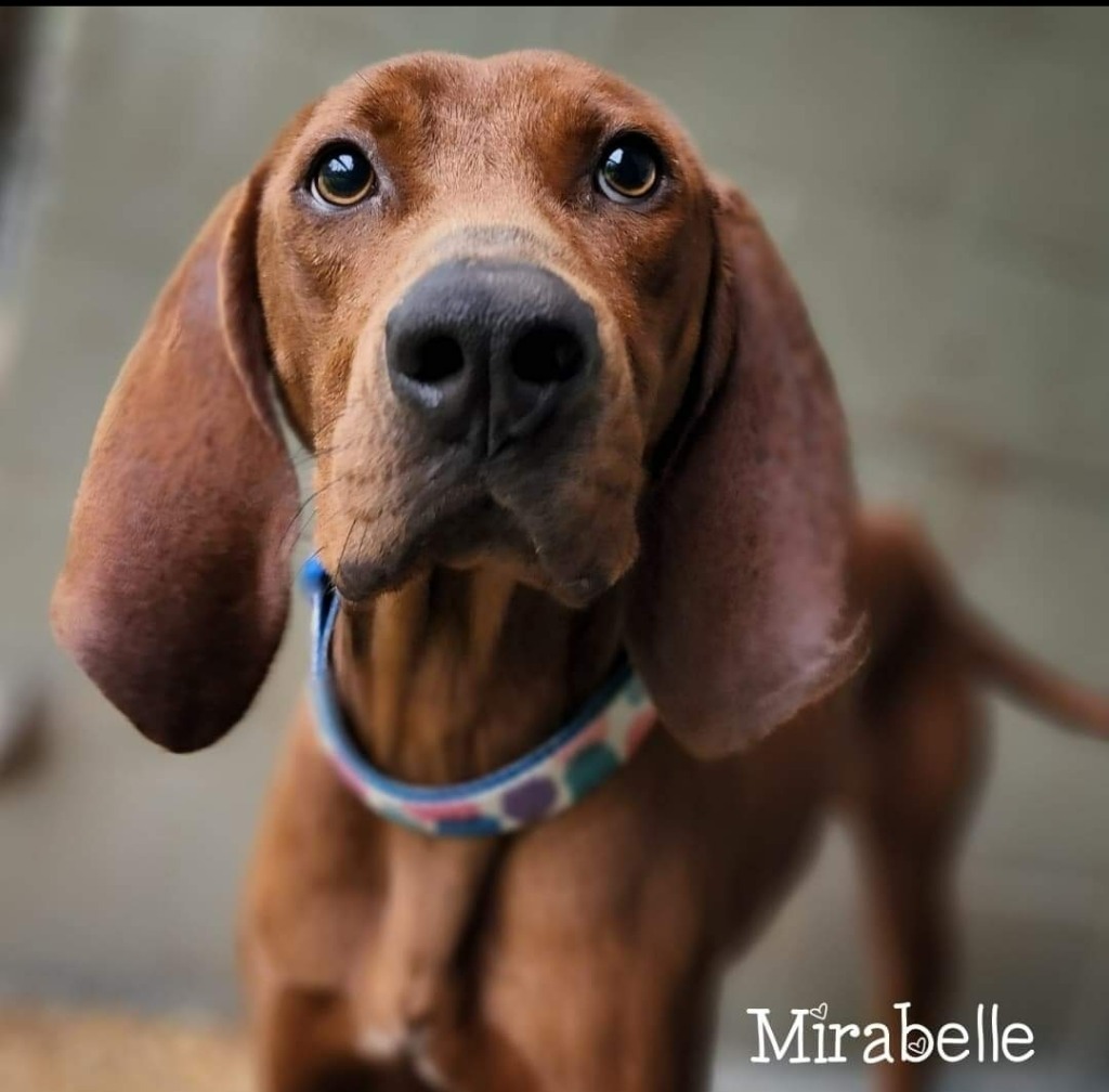 Mirabelle