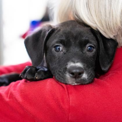 Lab/Terrier Puppies