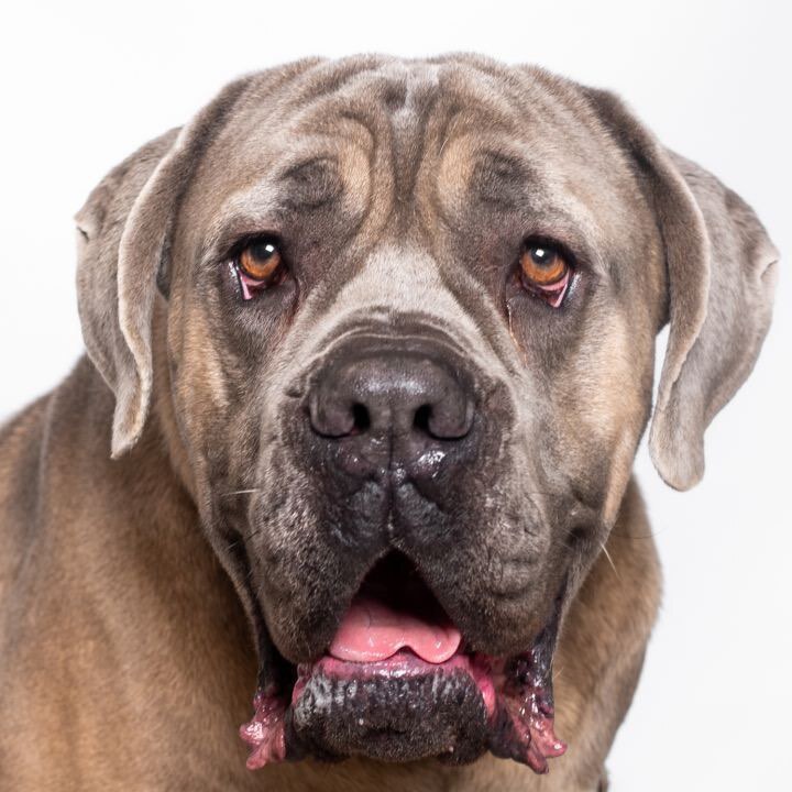 Benjamin the Cane Corso