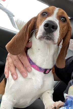 LUCY - ADOPTION PENDING!