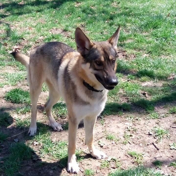 Ranger, an adoptable German Shepherd Dog Mix in Jefferson City, MO_image-3