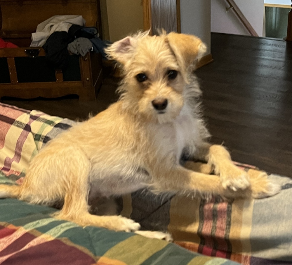 Terrier Mix - Dottie Sue