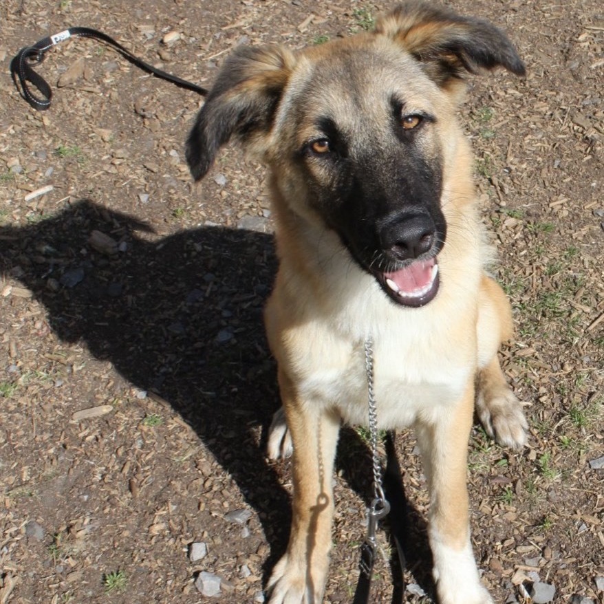 Gus, an adoptable German Shepherd Dog, Saluki in Vaudreuil-Dorion, QC, J7V 8P2 | Photo Image 2