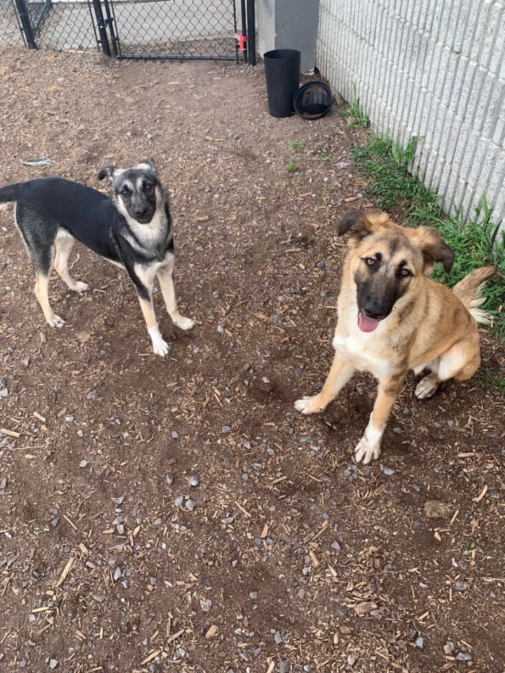 Saluki german best sale shepherd cross