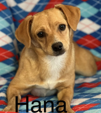 Hana