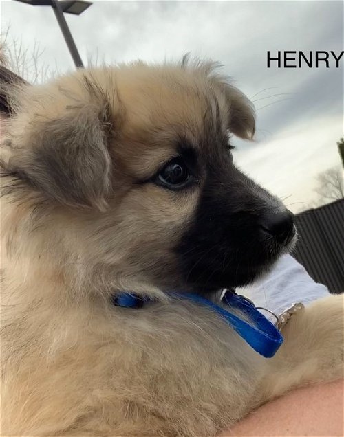 Baby Henry