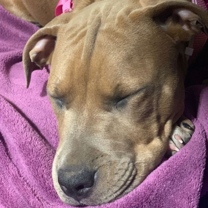 Mocha, an adopted Pit Bull Terrier & Labrador Retriever Mix in Omaha, NE_image-3