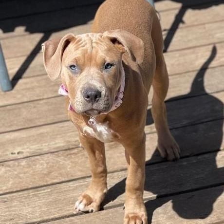 Mocha, an adopted Pit Bull Terrier & Labrador Retriever Mix in Omaha, NE_image-4