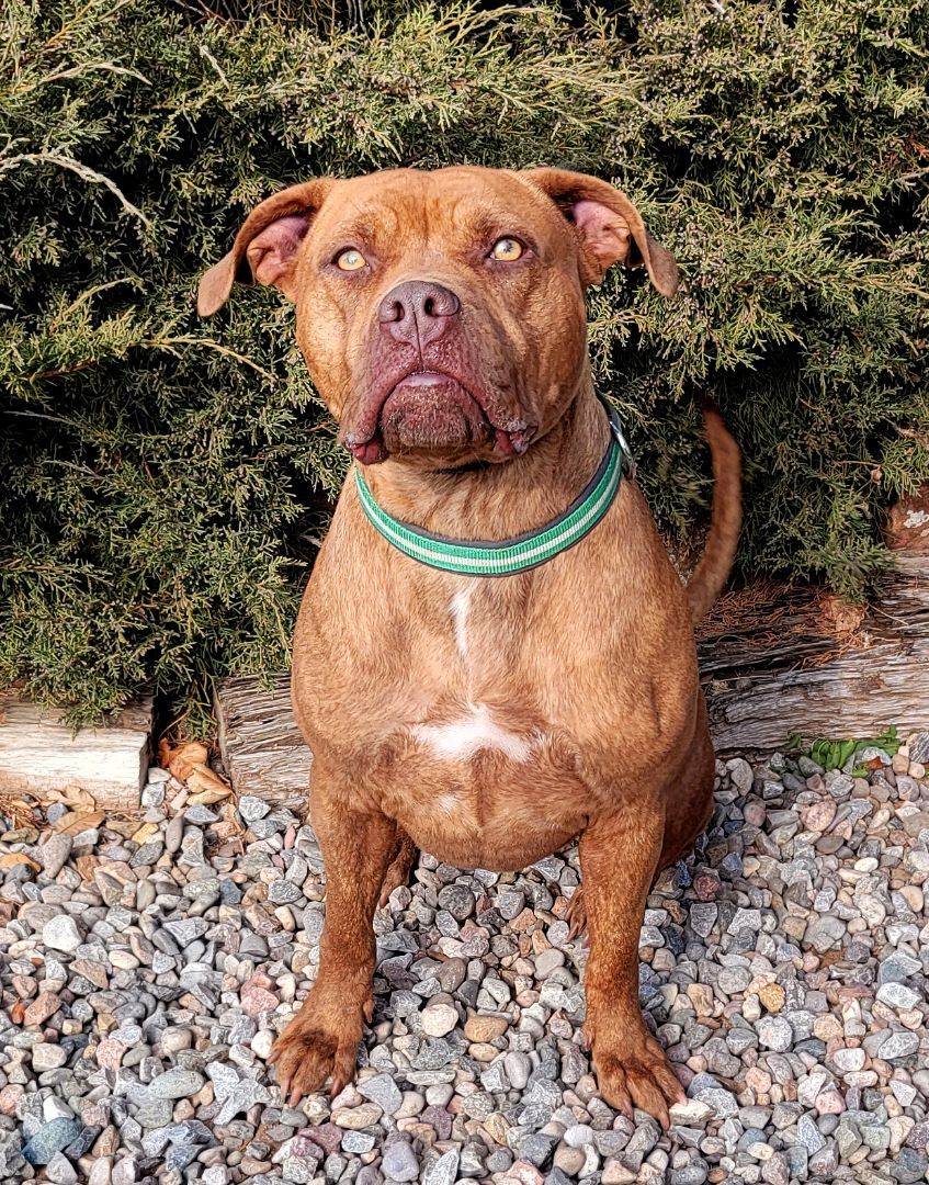 Talented Mr Tanaka ~ American Bully, an adoptable American Bully in Albuquerque, NM, 87184 | Photo Image 2