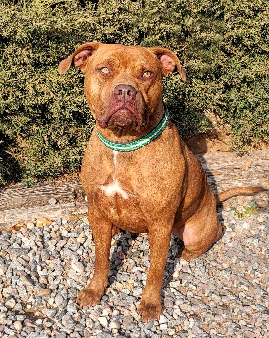 Talented Mr Tanaka ~ American Bully, an adoptable American Bully in Albuquerque, NM, 87184 | Photo Image 3
