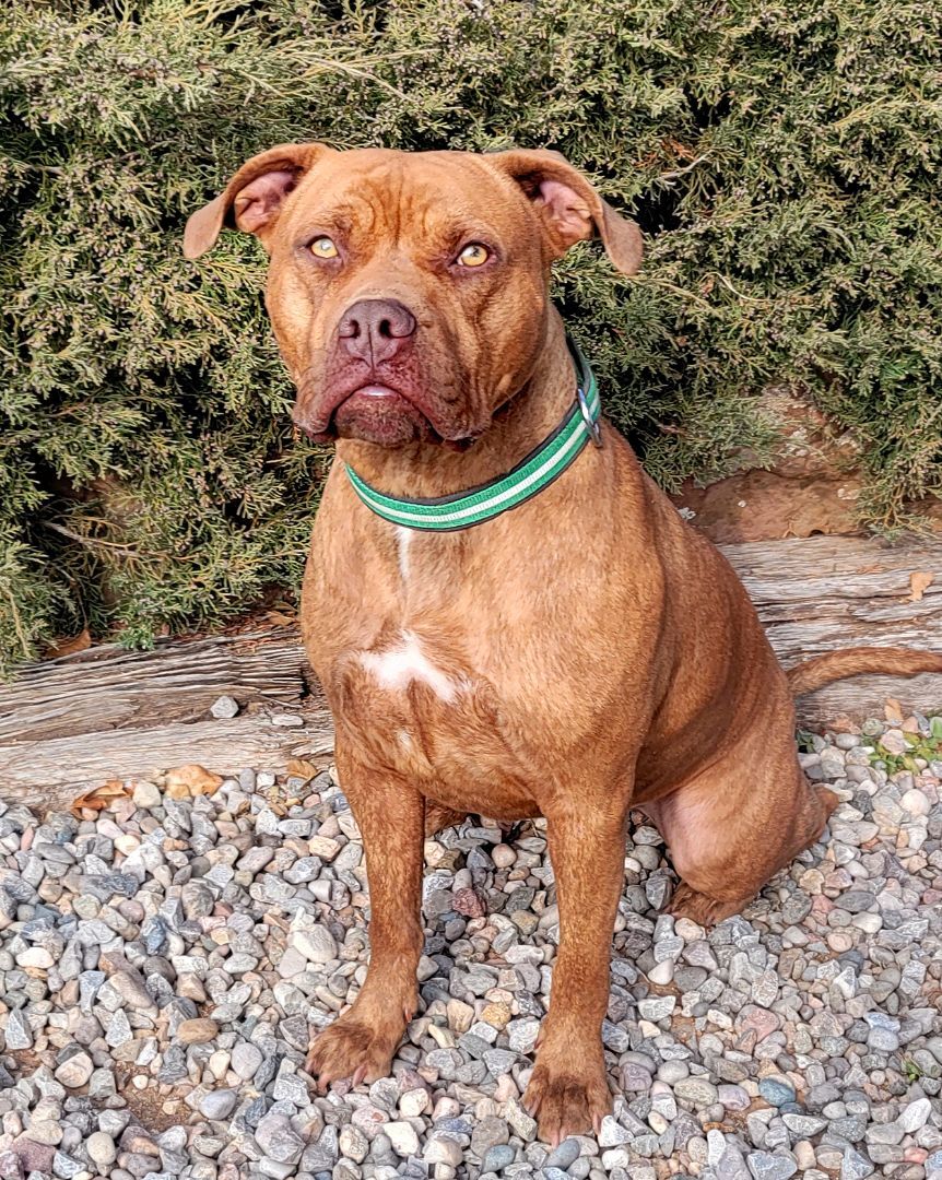 Talented Mr Tanaka ~ American Bully, an adoptable American Bully in Albuquerque, NM, 87184 | Photo Image 4