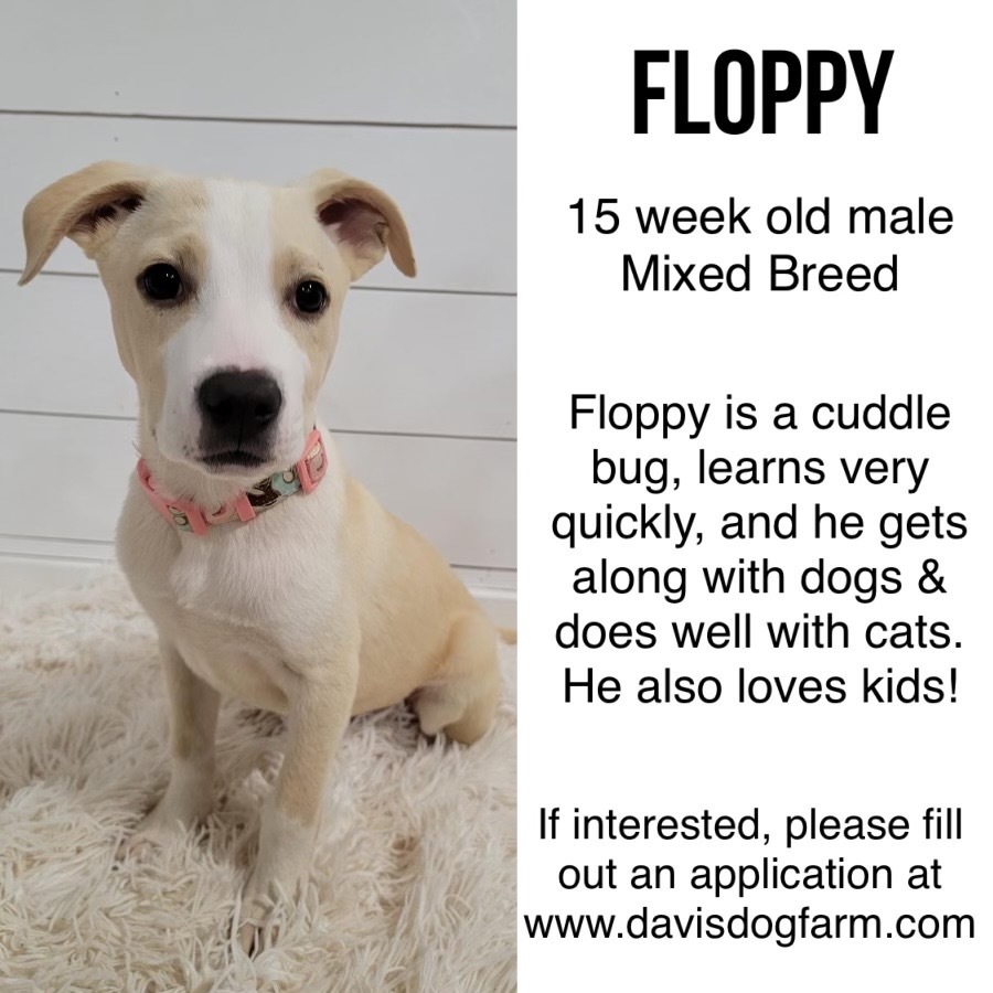 Floppy