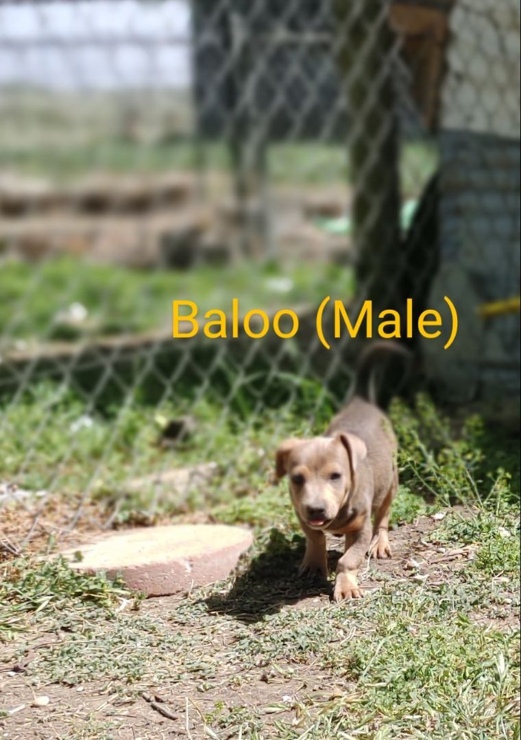 Baloo