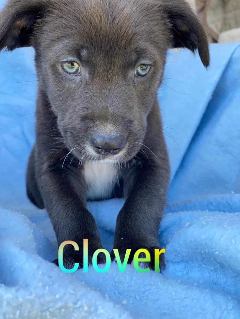 Clover