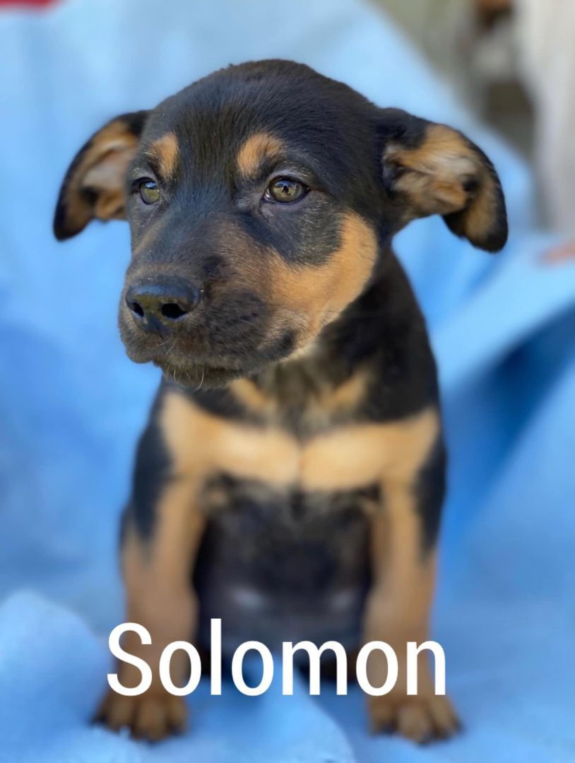 Solomon