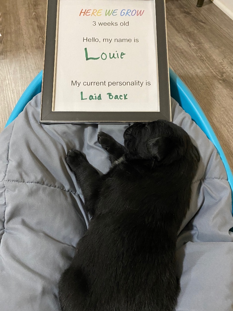 Louie