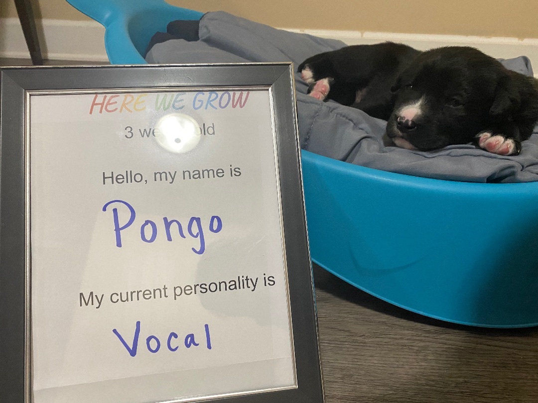 Pongo