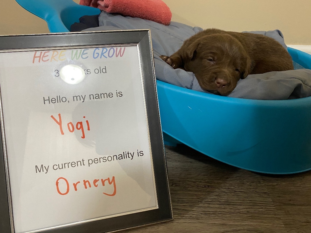 Yogi