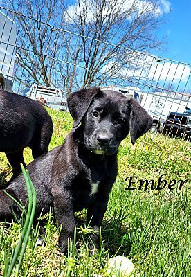 Ember