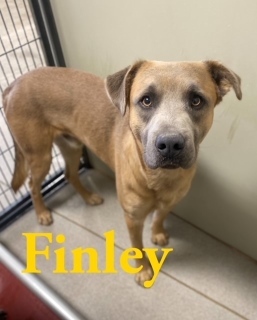 Finley 120544