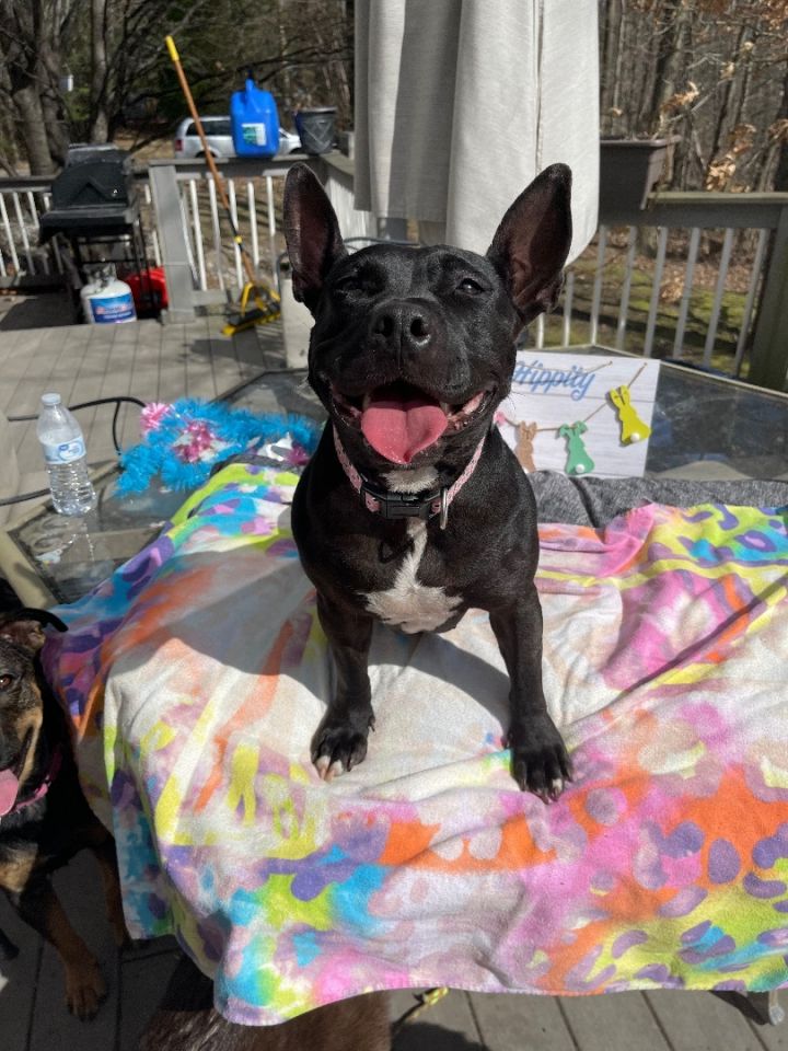 Dolly (great apartment/condo dog), an adopted French Bulldog Mix in White Lake, MI_image-1