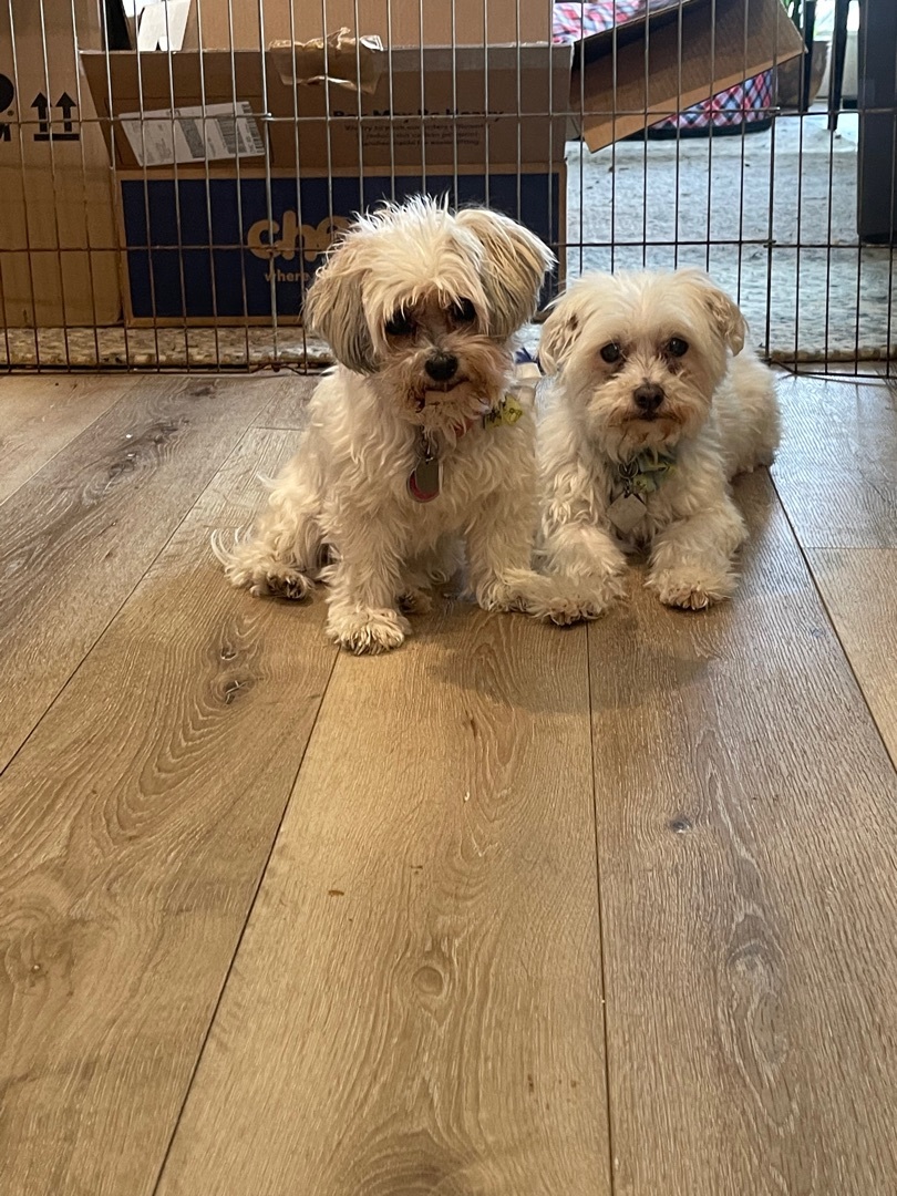 Cubby and Candy (bonded pair)