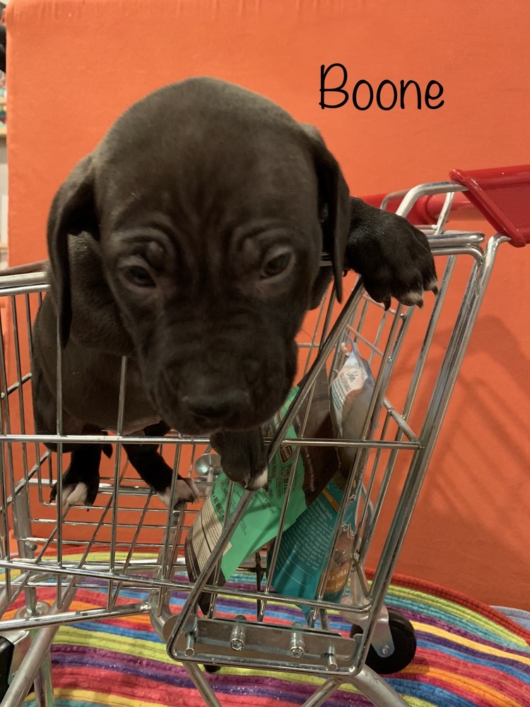 Boone (22-056 D)