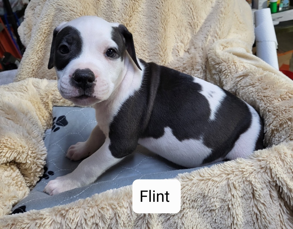 Flint (22-059 D)