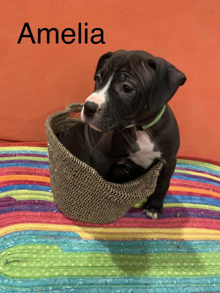 Amelia (22-050 D)