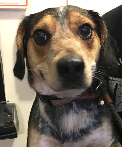 Bentley, an adoptable Beagle in New Windsor, NY, 12553 | Photo Image 1