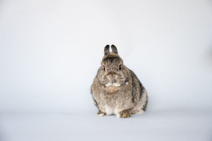Zinnia, an adoptable Bunny Rabbit in Saint Paul, MN_image-5