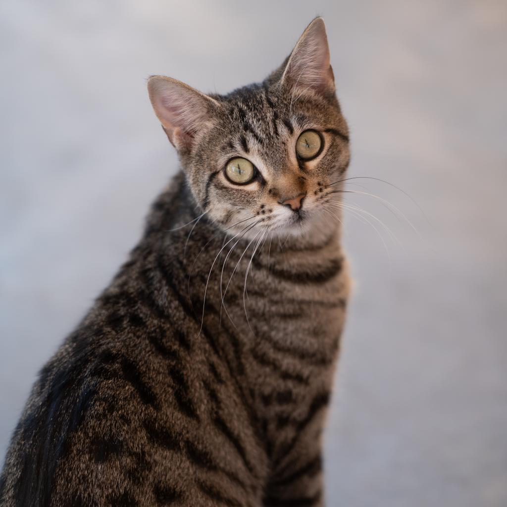 Sonya, an adoptable Domestic Short Hair in Kanab, UT, 84741 | Photo Image 1