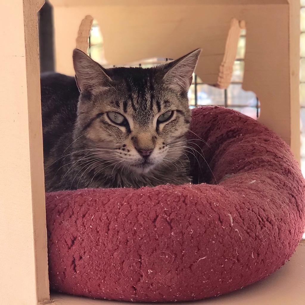 Sonya, an adoptable Domestic Short Hair in Kanab, UT, 84741 | Photo Image 2