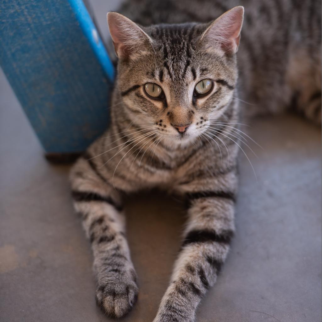 Sonya, an adoptable Domestic Short Hair in Kanab, UT, 84741 | Photo Image 3