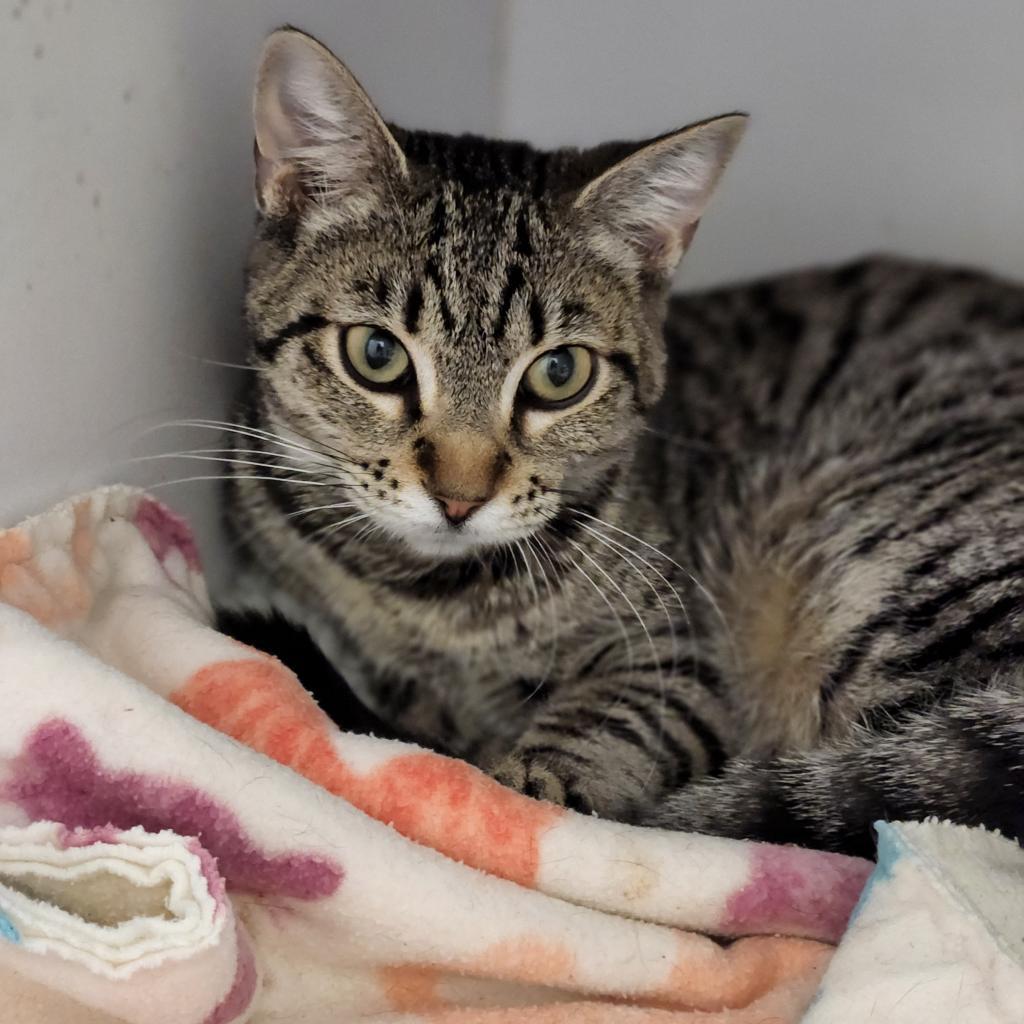 Sonya, an adoptable Domestic Short Hair in Kanab, UT, 84741 | Photo Image 4