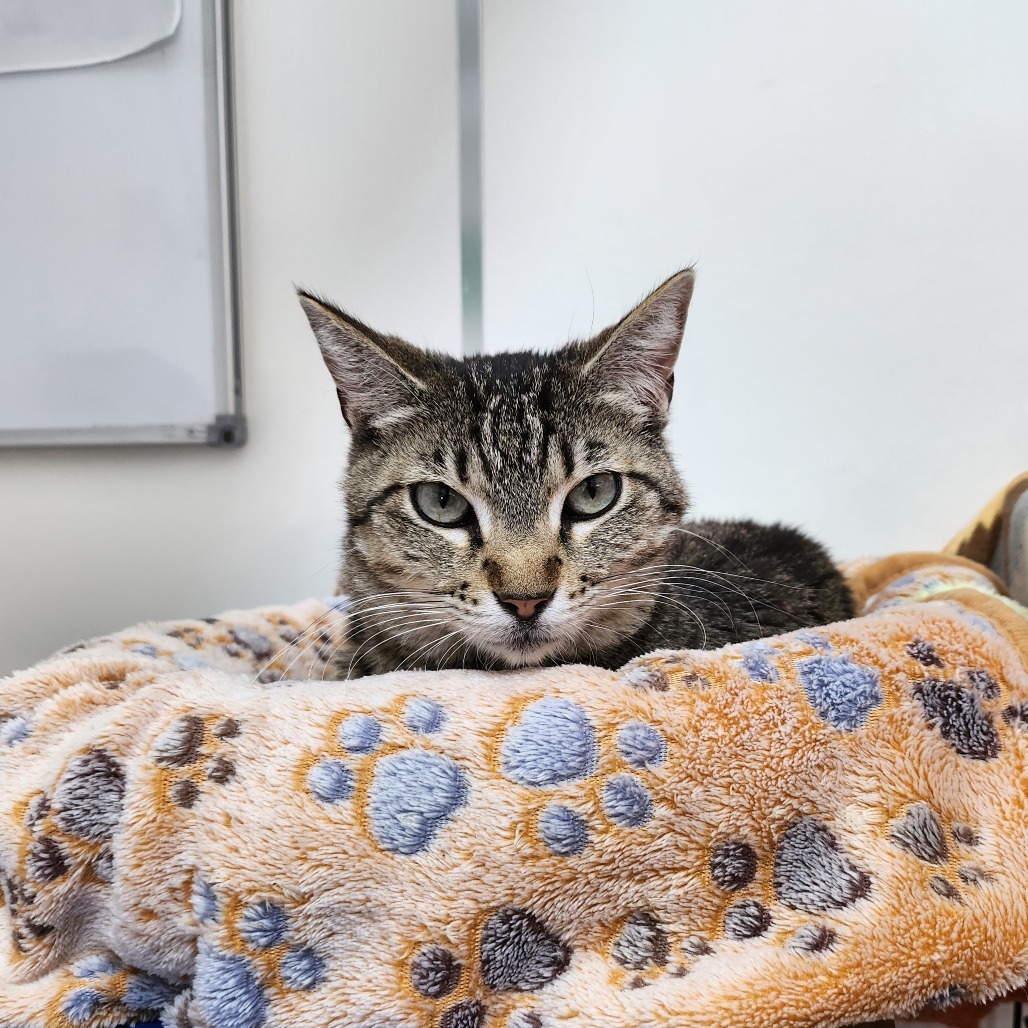 Sonya, an adoptable Domestic Short Hair in Kanab, UT, 84741 | Photo Image 5