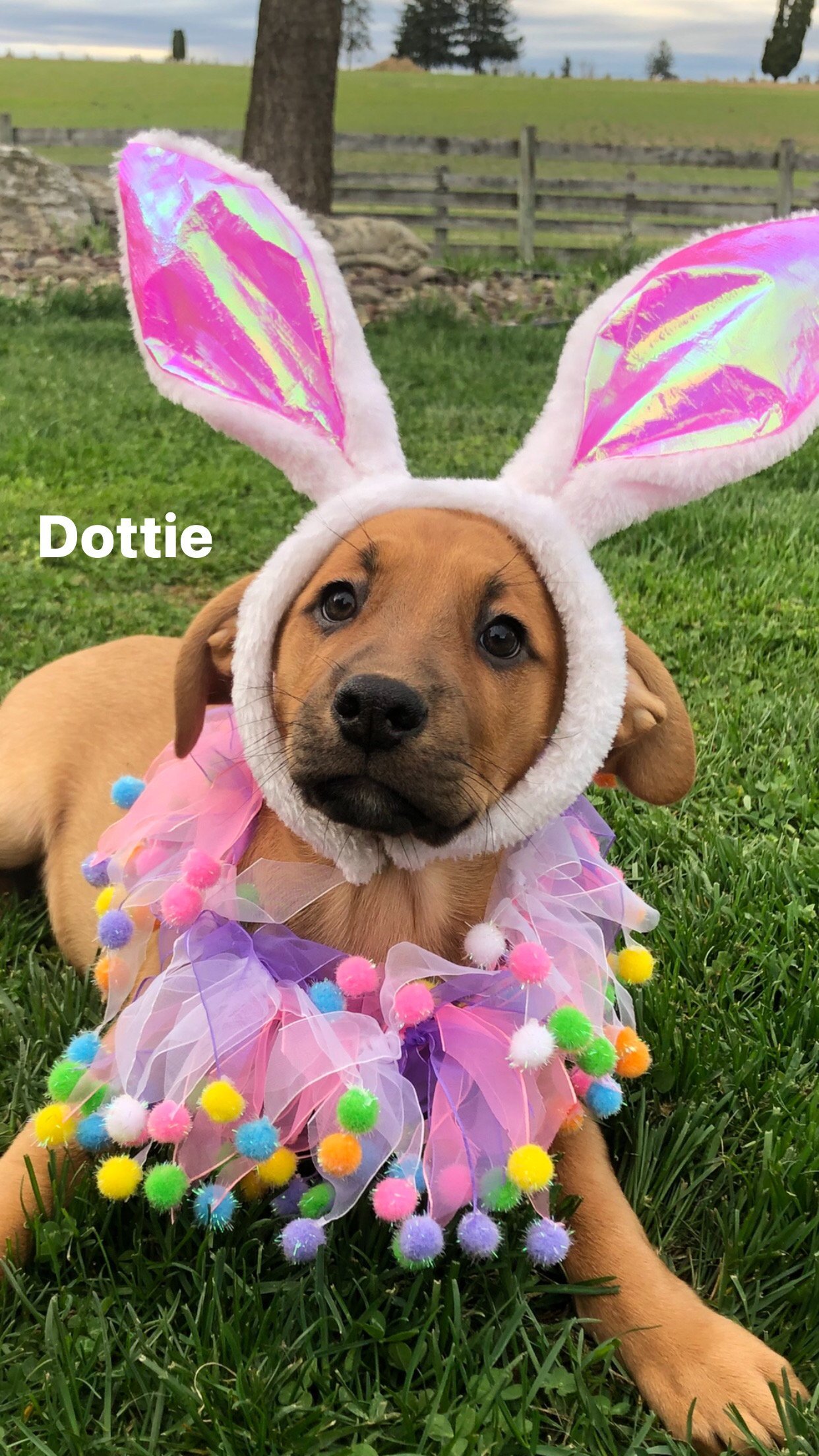 Dottie