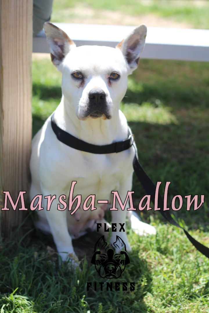 Marsha-mallow