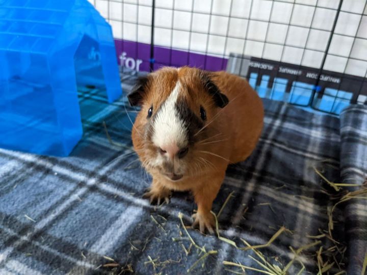 Hamlet, an adoptable Guinea Pig in Saint Paul, MN_image-3