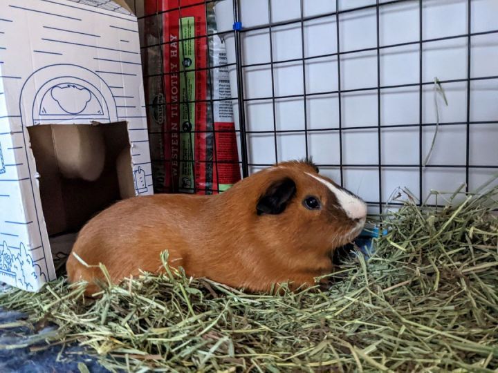 Hamlet, an adoptable Guinea Pig in Saint Paul, MN_image-4