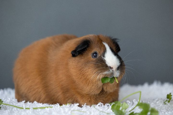 Hamlet, an adoptable Guinea Pig in Saint Paul, MN_image-5
