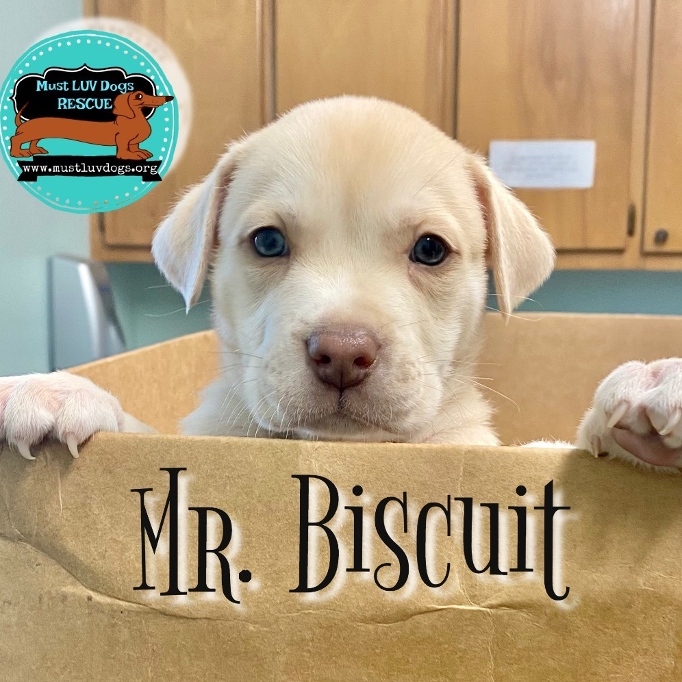 Biscuit