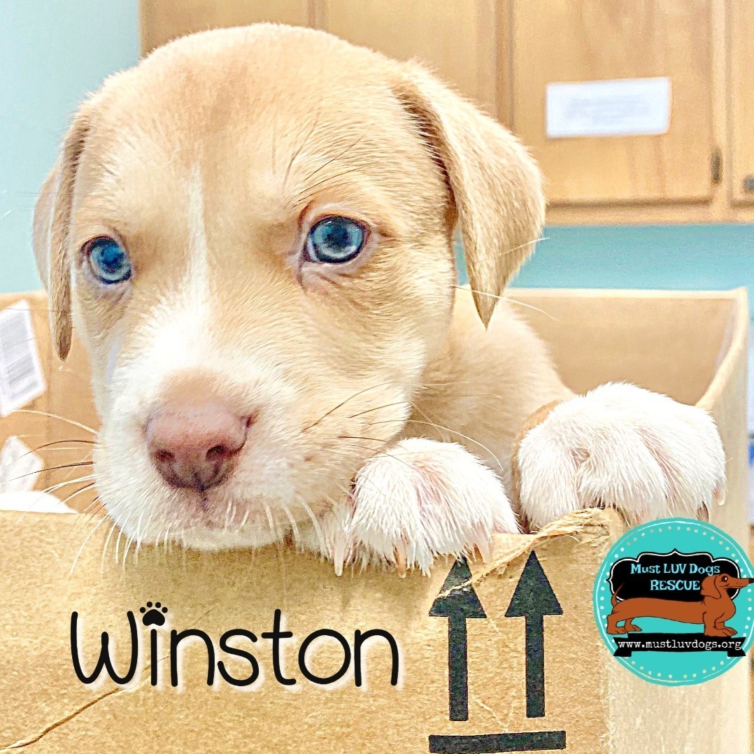 Winston