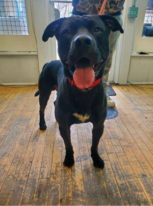 Samson, an adoptable Pit Bull Terrier in Oak Park, IL, 60304 | Photo Image 2