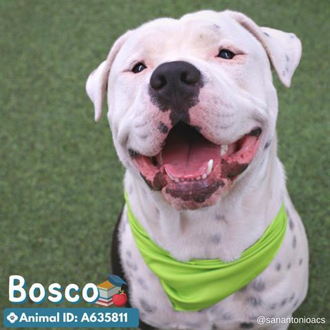 BOSCO