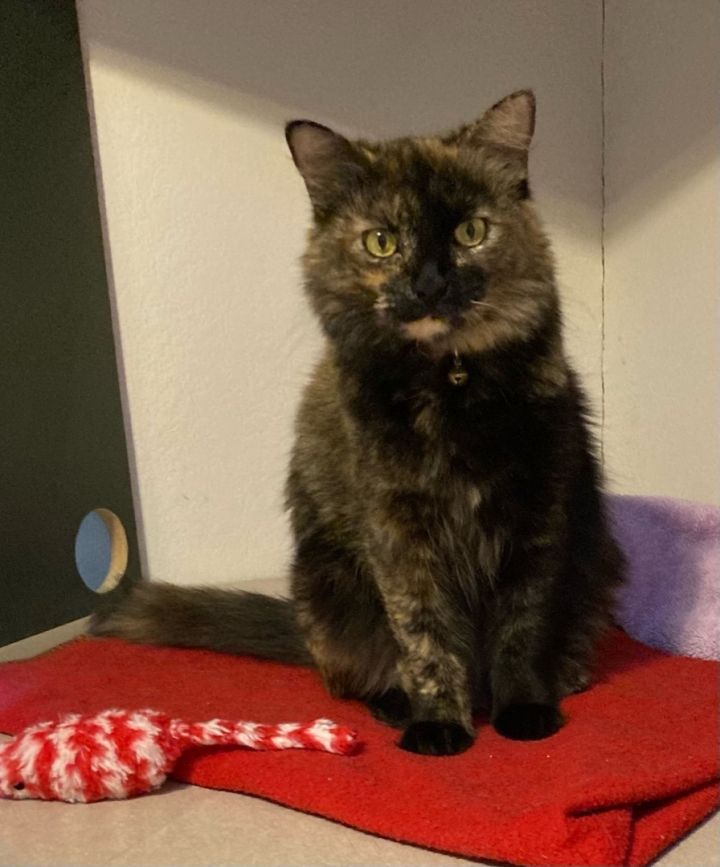 Cat for adoption - Maddy - bonded with Lexie -- SPONSORED ADOPTION, a  Tortoiseshell & Domestic Medium Hair Mix in Tracy, CA | Petfinder