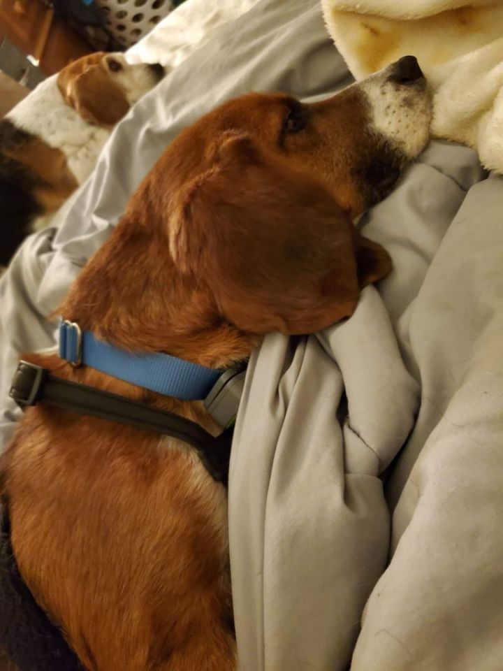 Garrett, an adoptable Basset Hound & Beagle Mix in Knoxville, TN_image-4