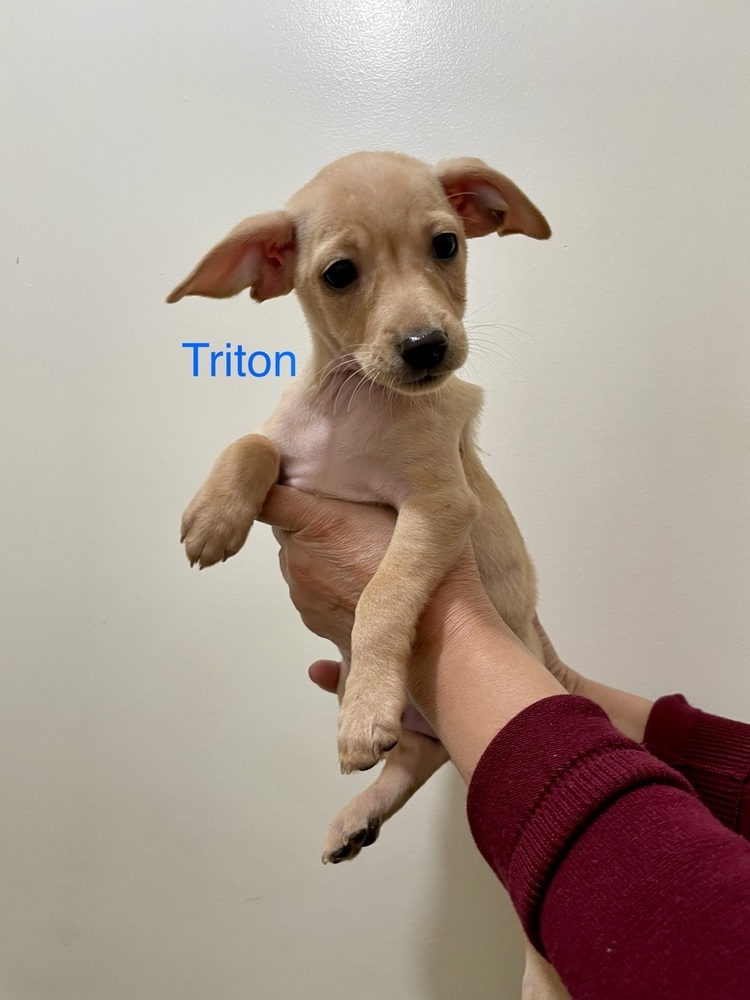 Mama Moon pup: Triton