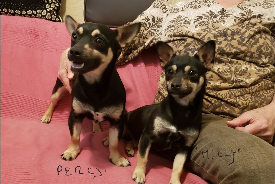 Milly & Percy (bonded pair)